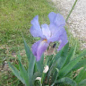 Meet your Posher, Morris